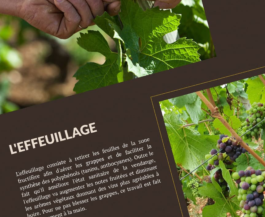 creation site viticulteur
